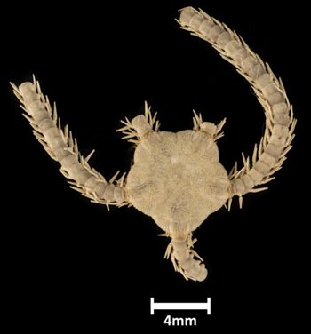 Media type: image;   Invertebrate Zoology OPH-4104 Description: Top down view of single ophiuroid specimen with a scale bar.;  Aspect: dorsal